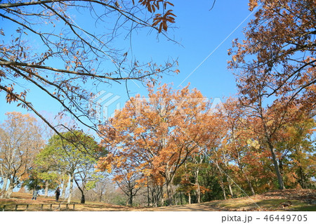 晩秋の公園 晩秋の公園 46449705