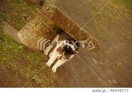 ネコとイス 46449777