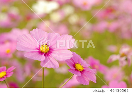 コスモスの花 46450562