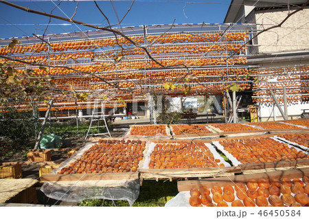 ころ柿 あんぽ柿 ころ柿 あんぽ柿 46450584