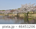 青空と湖畔に咲く満開の桜 46451206