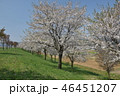 春の陽射しを受けて咲く満開の桜 46451207