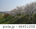 満開の桜並木 46451208