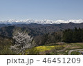 さくら咲く丘の上より見渡す雪を頂く白き山並 46451209