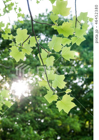 緑 緑色 紅葉 46452380