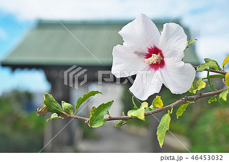 白いムクゲの花 白いムクゲの花 46453032