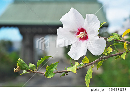 白いムクゲの花 白いムクゲの花 46453033