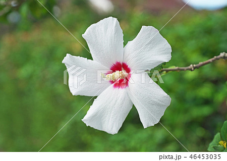 白いムクゲの花 白いムクゲの花 46453035