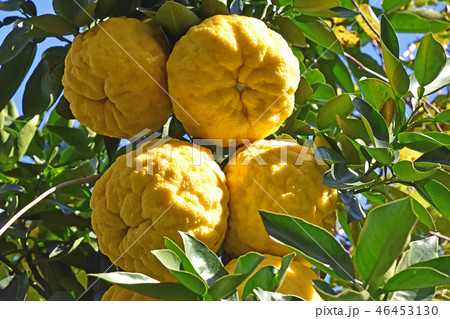 シシユズ(獅子柚子) シシユズ(獅子柚子) 46453130