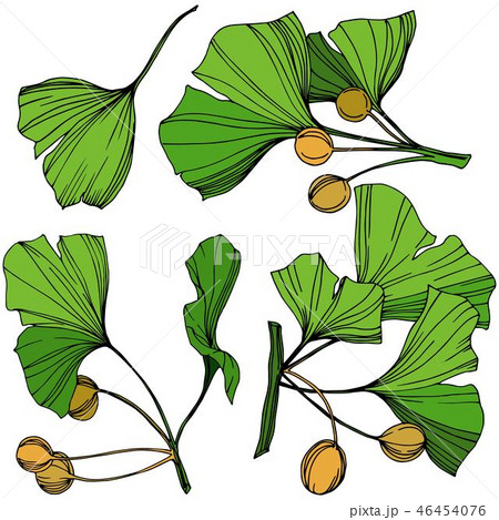 Vector Isolated ginkgo illustration element. Green leaf. Plant botanical garden floral foliage Vector Isolated ginkgo illustration element. Green leaf. Plant botanical garden floral foliage 46454076