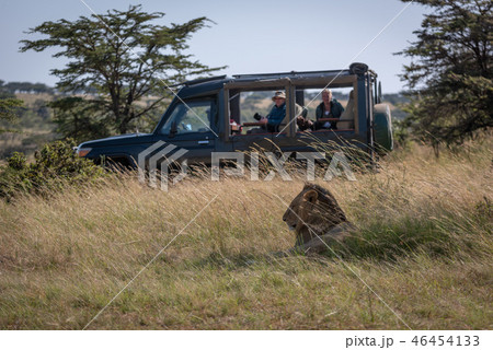 Photographers in truck watching lion in grass Photographers in truck watching lion in grass 46454133