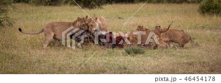 Panorama of lions and cubs eating wildebeest 46454178