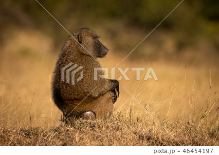 Olive baboon sits in profile in grass Olive baboon sits in profile in grass 46454197