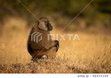 Olive baboon sits in grass looking round 46454199