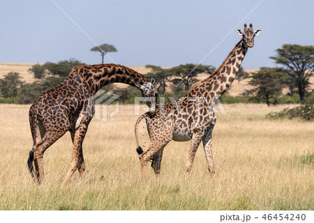 Male Masai giraffe bending to sniff female 46454240