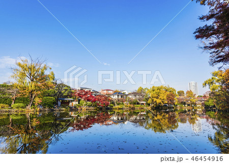 秋の石神井公園 秋の石神井公園 46454916