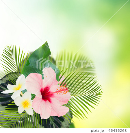 orange hibiscus flower 46456268