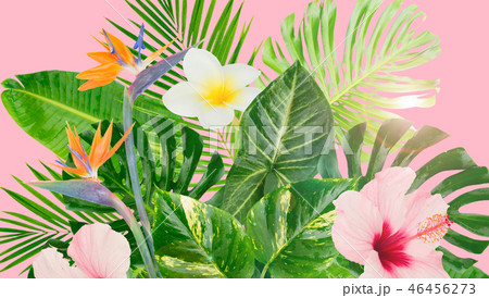 Tropical green leaves Tropical green leaves 46456273