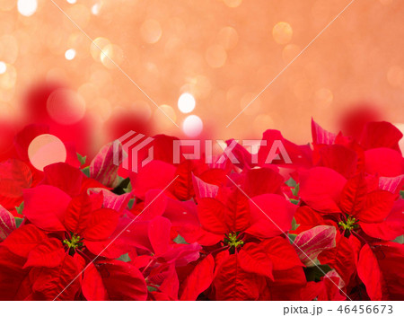 scarlet poinsettia flower or christmas star scarlet poinsettia flower or christmas star 46456673
