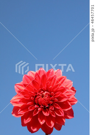 青空とダリア_宙（そら） 46457701