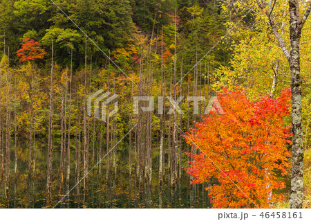 長野・紅葉の王滝の自然湖 46458161