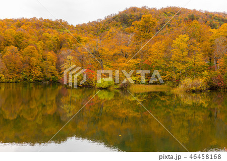 長野・小谷村・鎌池の紅葉 長野・小谷村・鎌池の紅葉 46458168