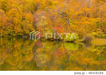 長野・小谷村・鎌池の紅葉 長野・小谷村・鎌池の紅葉 46458169