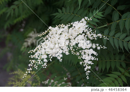 七竈　ナナカマド　花言葉は「賢明」 46458364