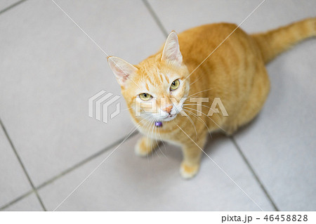 猫 ねこ ネコ 46458828