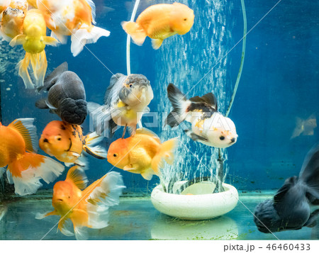 Goldfish swimming in the fish tank 46460433