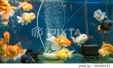 Goldfish swimming in the fish tank 46460435