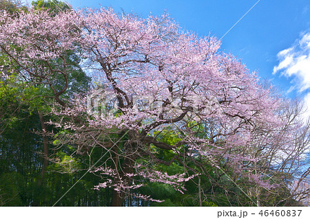 一本桜 - 北本のエドヒガン 一本桜 - 北本のエドヒガン 46460837