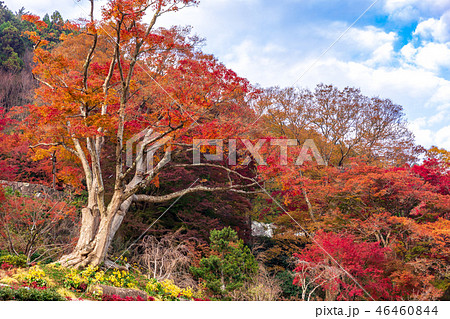 勝尾寺境内の紅葉 勝尾寺境内の紅葉 46460844