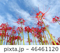 彼岸花 46461120