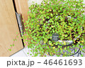 お家でガーデニング 46461693