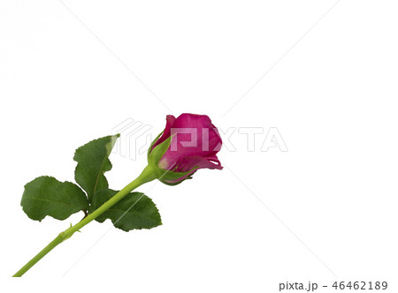 pink rose isolated on white background 46462189