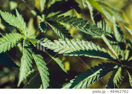 Hemp leaf closeup Hemp leaf closeup 46462762