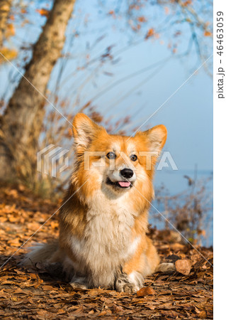 corgi fluffy portrait 46463059