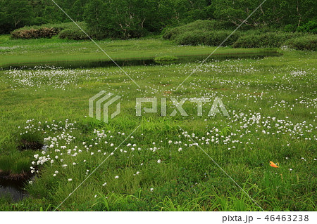 夏の栂池自然園　浮島湿原のワタスゲ 46463238
