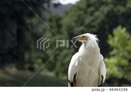 Egyptian vulture (Neophron percnopterus) Egyptian vulture (Neophron percnopterus) 46464296