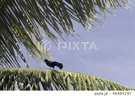 Greater Antillean grackle (Quiscalus niger) 46464297