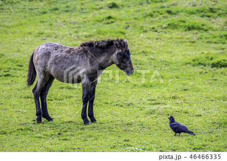言葉 カラス 新しい 46466335