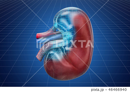 Visualization 3d cad model of human kidney 46466940