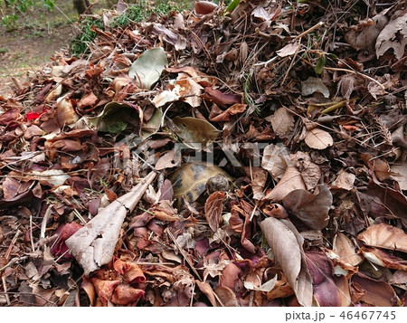 枯葉の中で暖まるリクガメ 枯葉の中で暖まるリクガメ 46467745