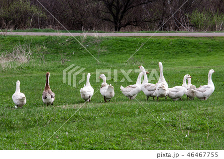Flock of geese grazing on grass in spring field 46467755