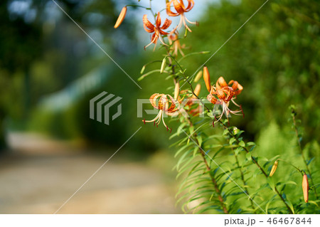ユリ 花 植物 46467844