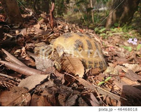 伊豆の春に目覚めて歩き出すリクガメ 伊豆の春に目覚めて歩き出すリクガメ 46468018
