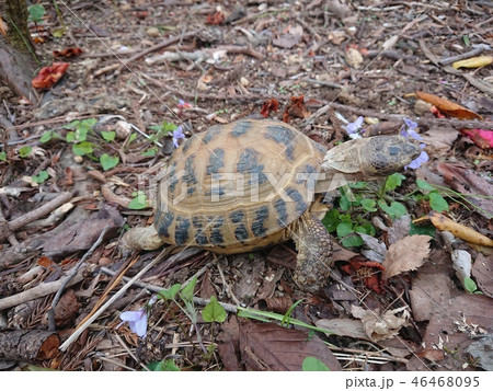 伊豆の春に庭で咲いたスミレの花を食べるリクガメの写真素材