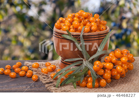 Sea-buckthorn berries in a wooden bowl on table with blurred garden background Sea-buckthorn berries in a wooden bowl on table with blurred garden background 46468227
