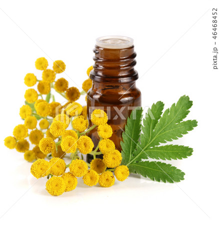 essential tansy oil with flowers and leaf isolated on white background 46468452